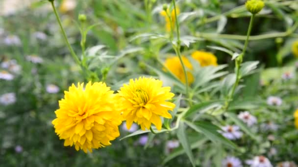 Rudbeckia flores amarillas en el jardín — Vídeo de stock