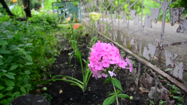Розовый флокс в саду у забора — стоковое видео