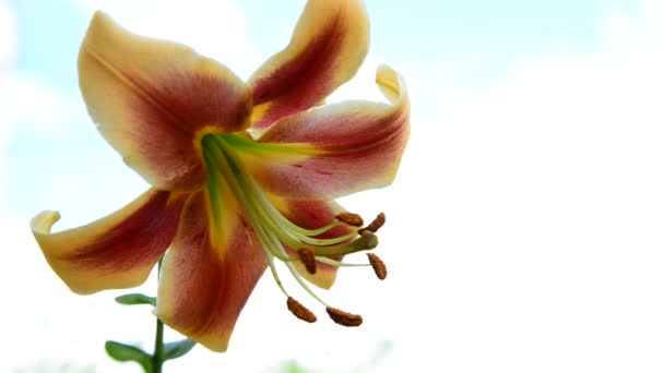 Grote oranje-kwaliteit lily op lichte achtergrond — Stockvideo