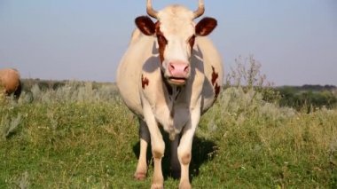 inek kemikleri çim ve kameraya bakıyor