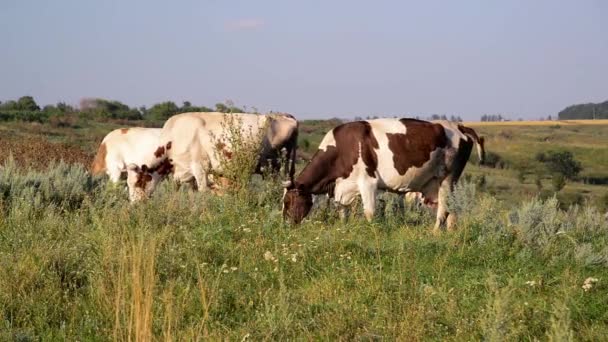Vaca mordisqueando la hierba en el prado — Vídeo de stock