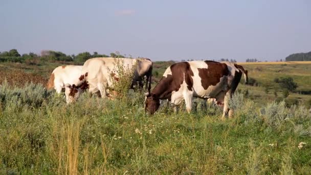 vache grignoter l'herbe dans la prairie 
