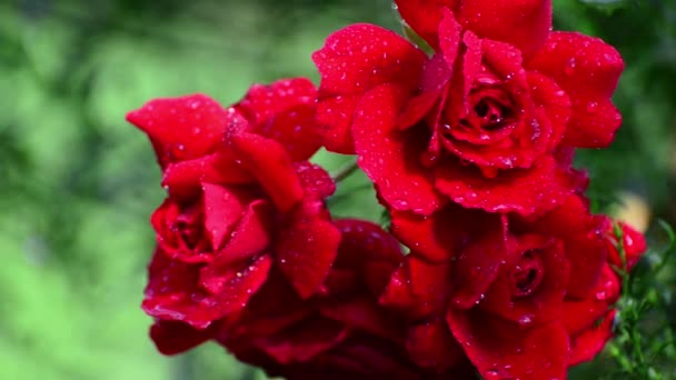 Rosas rojas en gotas de agua después de la lluvia — Vídeo de stock