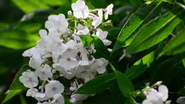 Phlox blanc dans une goutte d'eau après la pluie — Video