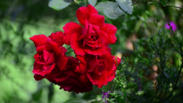 Красные розы в каплях воды после дождя — стоковое видео
