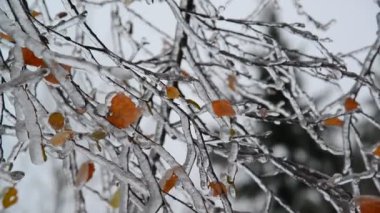Huş ağacı yaprakları kışın yağmur sonrası buzla kaplı