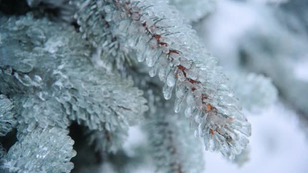 Ice-covered branch of blue spruce — Stock Video