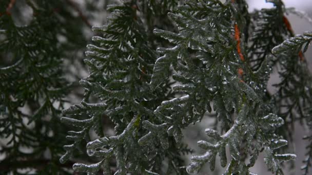 冰雪覆盖根松枝 — 图库视频影像