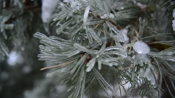 Ice-covered branch of pine — Stock Video