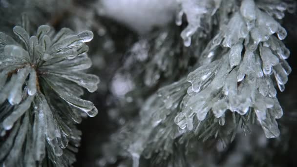 Rama de pino cubierta de hielo — Vídeos de Stock