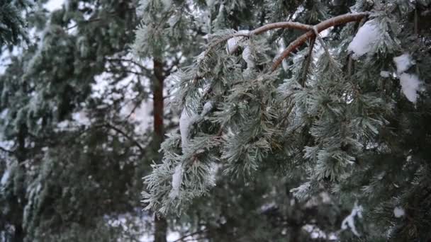 Naaldboom bedekt met ijs korst in bos na de regen — Stockvideo