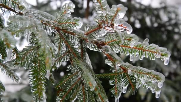 Branches d'épinette recouvertes de glace après la pluie — Video