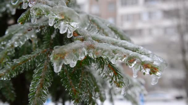 雨の後、氷で覆われているトウヒの枝 — ストック動画