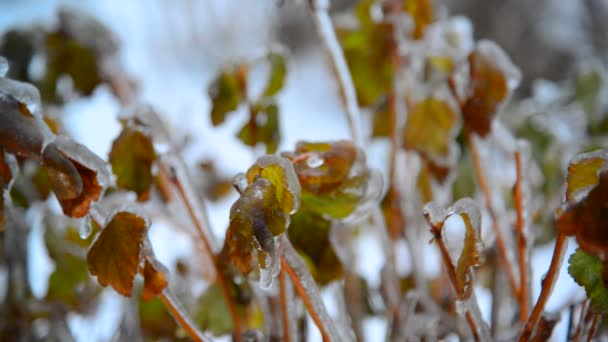 Arbuste avec des feuilles couvertes de glace après la pluie en hiver — Video