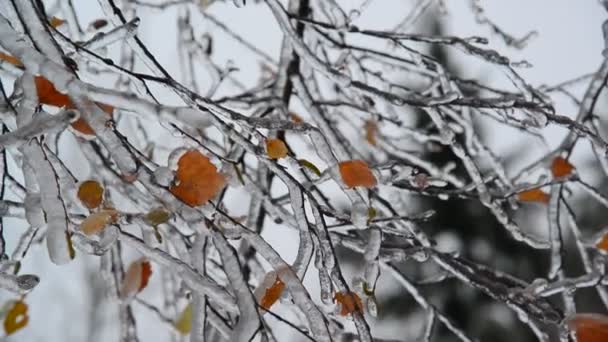 Le foglie di betulla sono ricoperte di ghiaccio dopo la pioggia in inverno — Video Stock