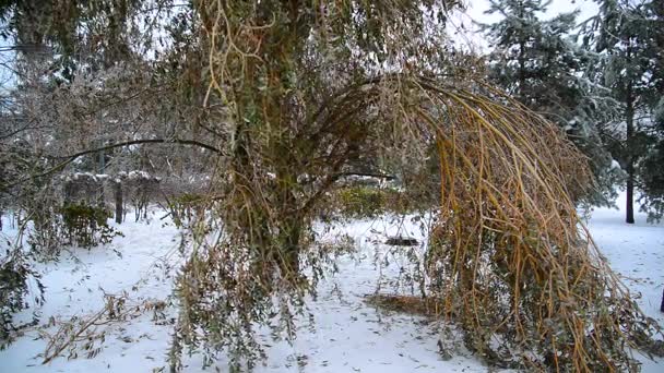 Rami d'albero ghiacciati piegati sotto il peso del ghiaccio — Video Stock