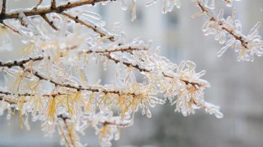 Melez (bitki) sarı iğne ile yağmur sonrası kışın buzlu