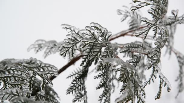 Fir needles is icy after rain in winter — Stock Video