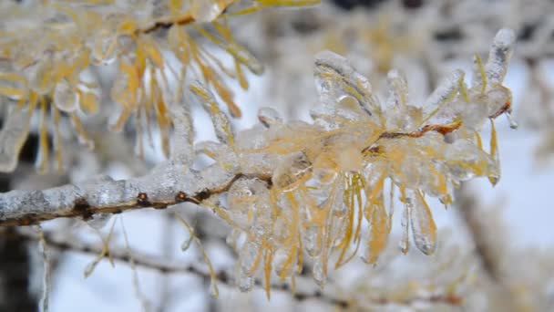 Лиственница с желтыми иглами ледяная после дождя зимой — стоковое видео