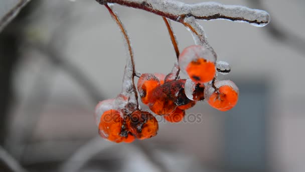 Sprig of rowan with berries is covered by ice — Stock Video