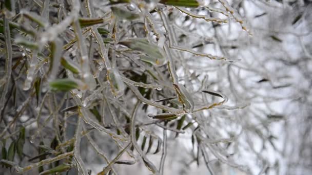 Las ramas del árbol cubiertas de hielo — Vídeos de Stock