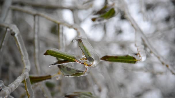 Гілки дерева покриті льодом — стокове відео