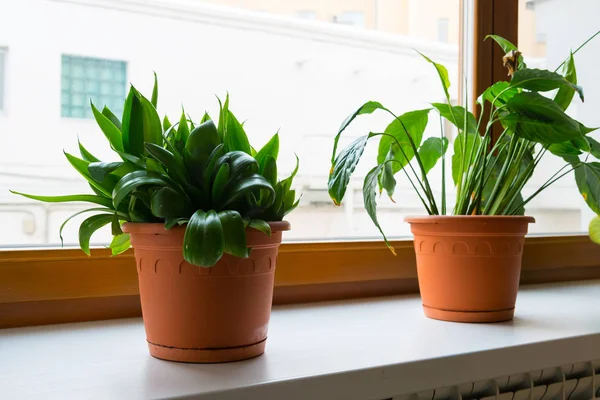 Sansevieriya and spathiphyllum stand on windowsill — Stock Photo, Image