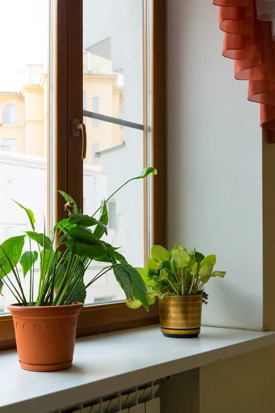 Two potted flower stand on windowsill — Stock Photo, Image