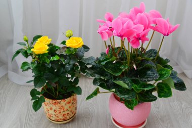 Yellow rose and Pink cyclamen on background of white curtains