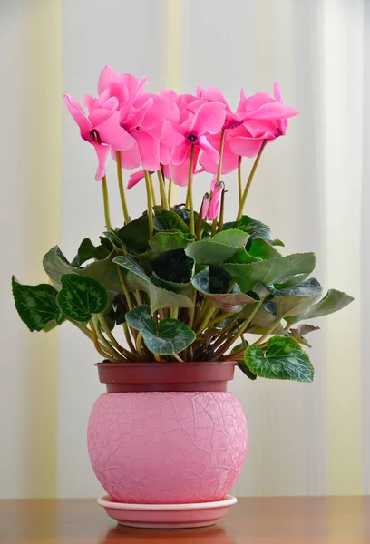 Pink cyclamen on background of white curtains — Stock Photo, Image