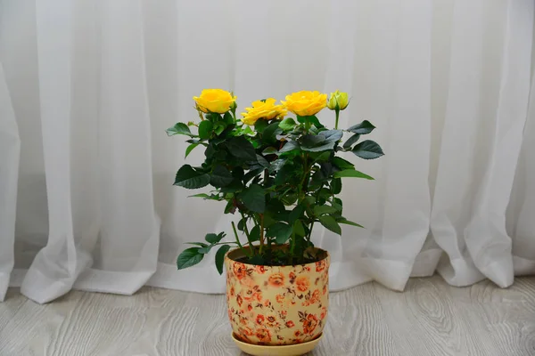 Желтая роза на фоне белых занавесок — стоковое фото