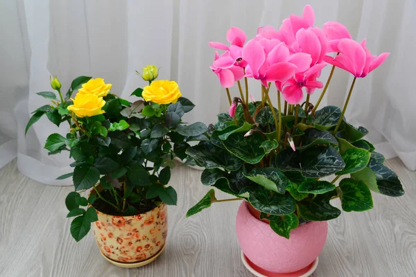 Yellow rose and Pink cyclamen on background of white curtains — Stock Fotó