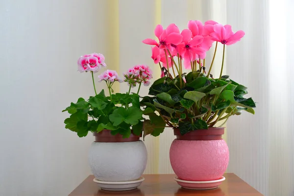 Pink cyclamen and geranium on background of white curtains — Stock Photo, Image