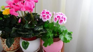 Siklamen, gül ve beyaz iç Sardunya