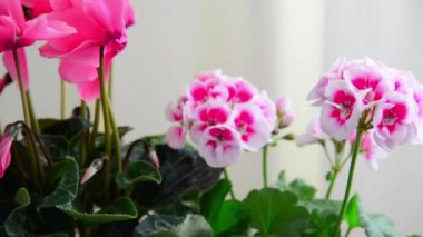 Siklamen, gül ve Sardunya güzel çiçekler