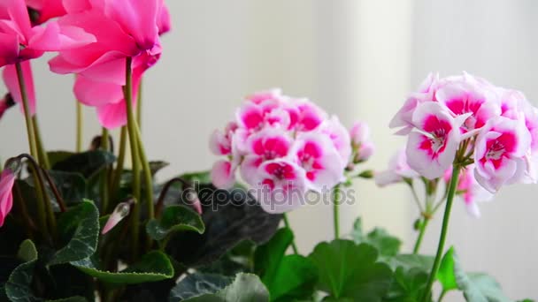 Wunderschöne Blüten von Cyclamen, Rose und Geranien — Stockvideo