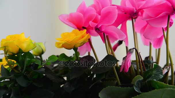 Lindas flores de ciclame, rosa e gerânio — Vídeo de Stock