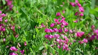 Rusya'da çayırda pembe kır çiçekleri