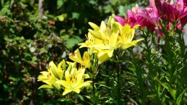 Flowerbed birçok sarı ve pembe lilyum çiçek