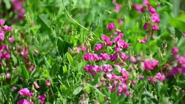Fleurs sauvages roses dans la prairie en Russie 