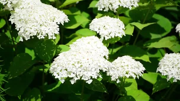Witte hortensia bloeit uitbundig in tuin — Stockvideo