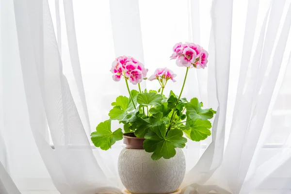 Soporte de geranio rosa en el alféizar de la ventana en el fondo de cortinas — Foto de Stock
