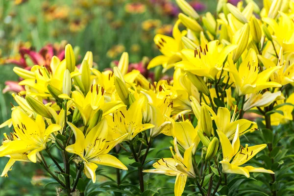 Montones de lirios amarillos en macizo de flores — Foto de Stock