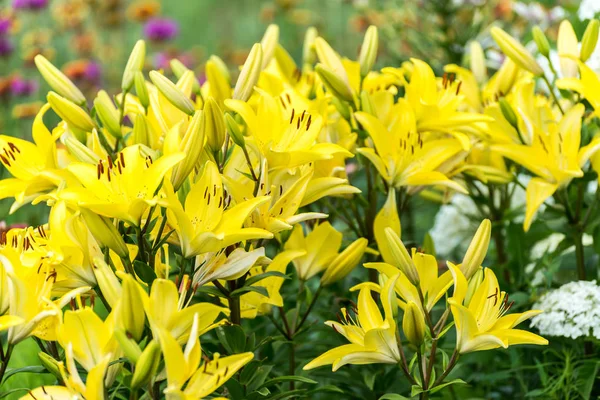 Muitos lírios amarelos no canteiro de flores — Fotografia de Stock