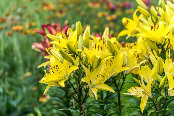 Lotes de lindos lírios amarelos no canteiro de flores — Fotografia de Stock