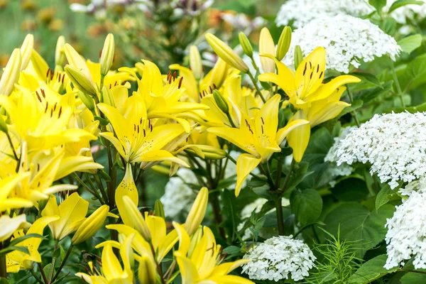 Viele gelbe Lilien und weiße Hortensien im Beet — Stockfoto