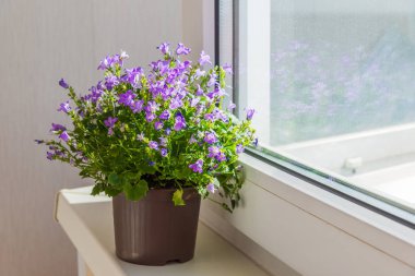 pot ayakta pencere üzerinde çan çiçeği