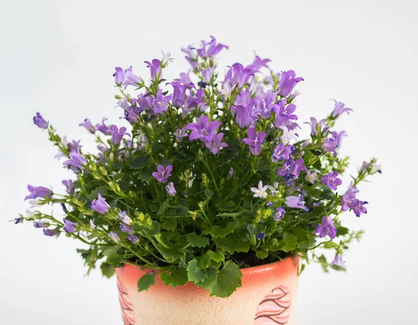 Campanula in vaso su fondo chiaro — Foto Stock