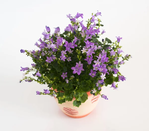 Campanula in vaso su fondo chiaro — Foto Stock