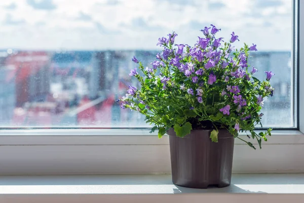 Campanula in pot standing on windowsill — Stock Photo, Image